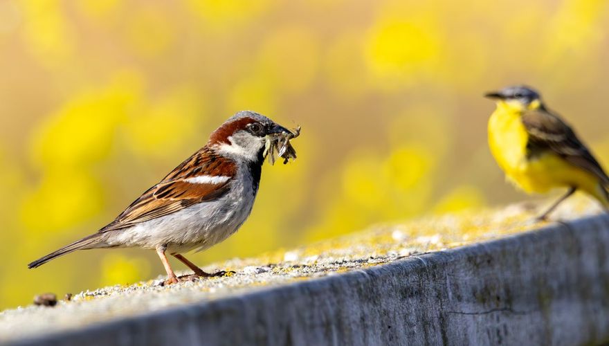 Huismus en gele kwikstaart / Angèl in 't Veld, Fotogalerij