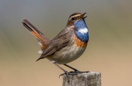 Even poseren voor de fotograaf