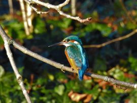 IJsvogel langs de Graaf