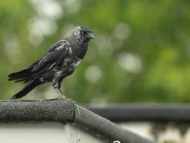 Kauw met kleurafwijking