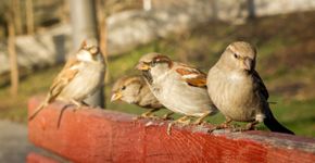 Huismus / Shutterstock Huismus / Shutterstock
