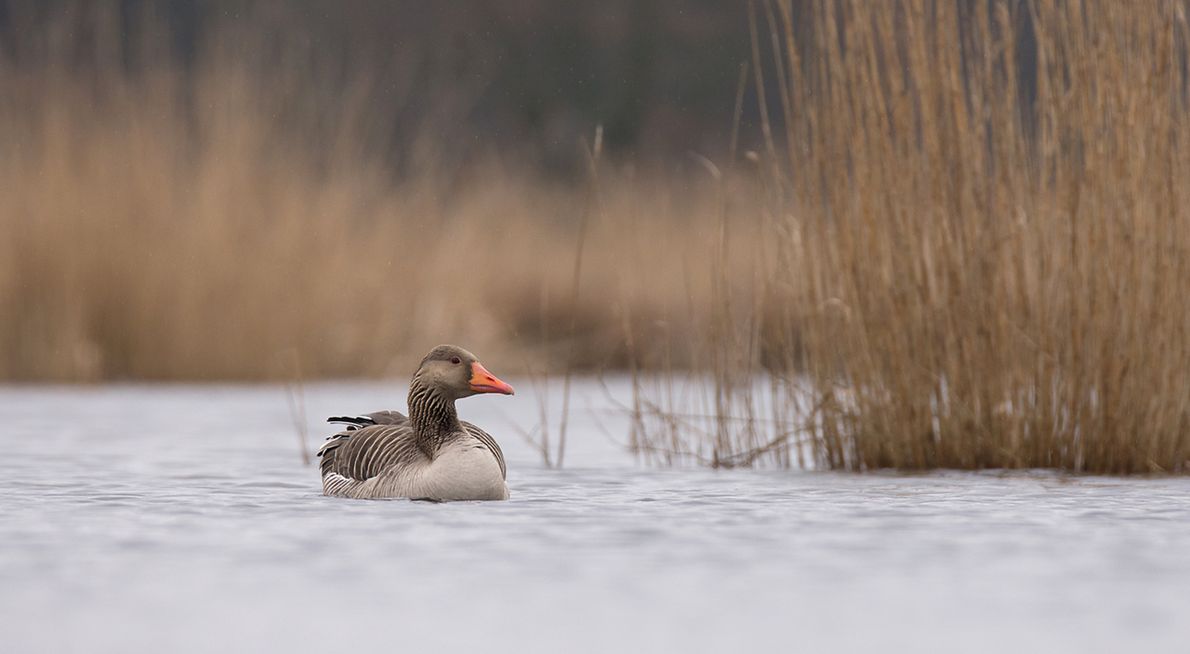 Grauwe gans / Hans Peeters