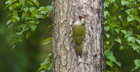 Groene specht / Shutterstock