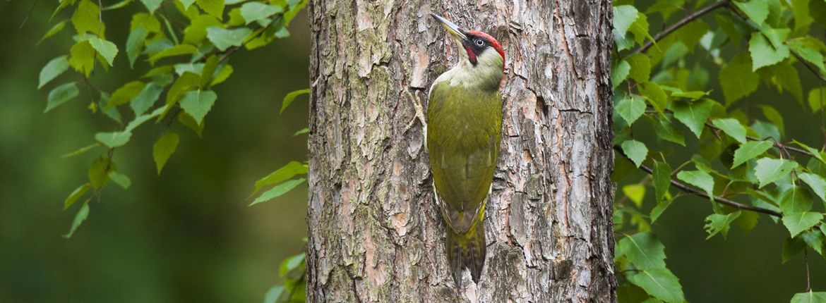 Groene specht / Shutterstock