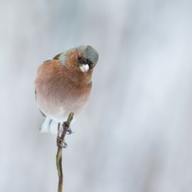 vink in de sneeuw