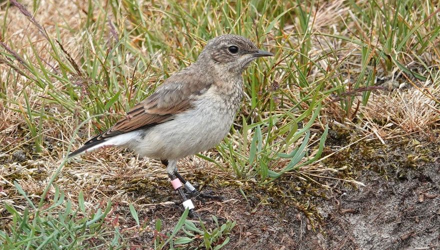 Tapuit met kleurringen / Ruud van Beusekom