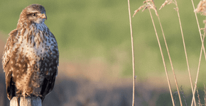 Buizerd/Rob Elfring