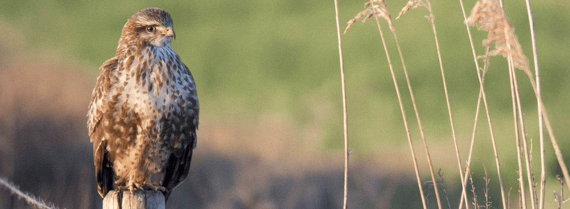 Buizerd/Rob Elfring