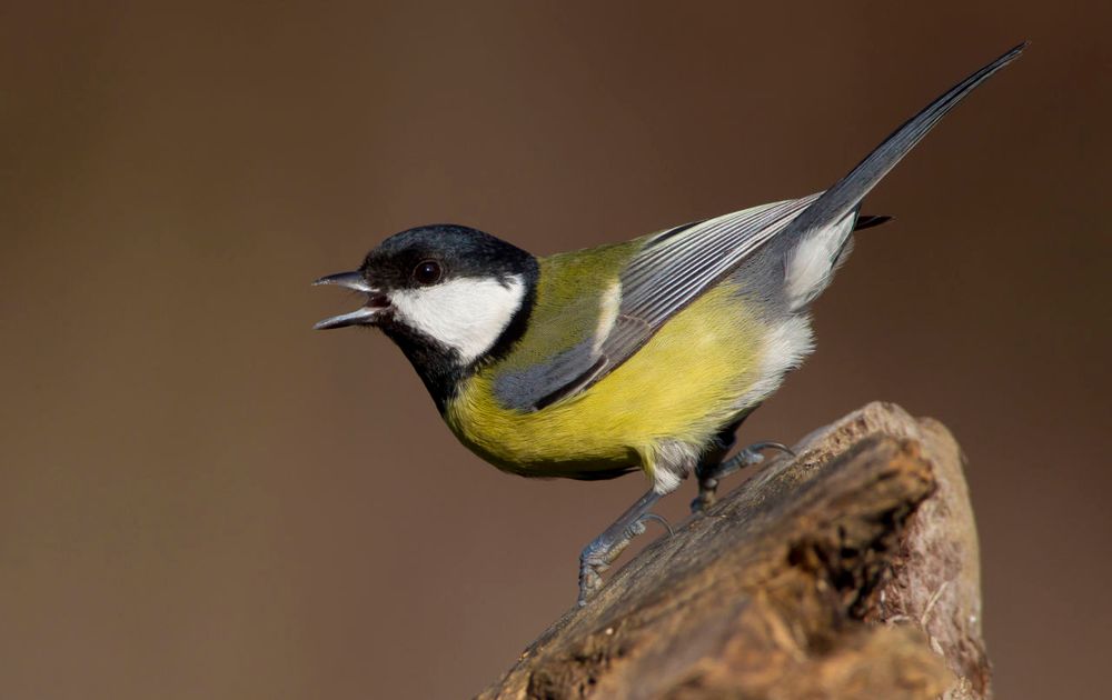 Onweersbui diep Mevrouw Koolmees | Vogelbescherming