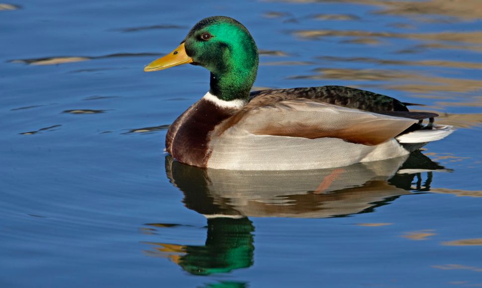 Wilde eend Vogelbescherming