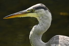 Portret blauwe reiger