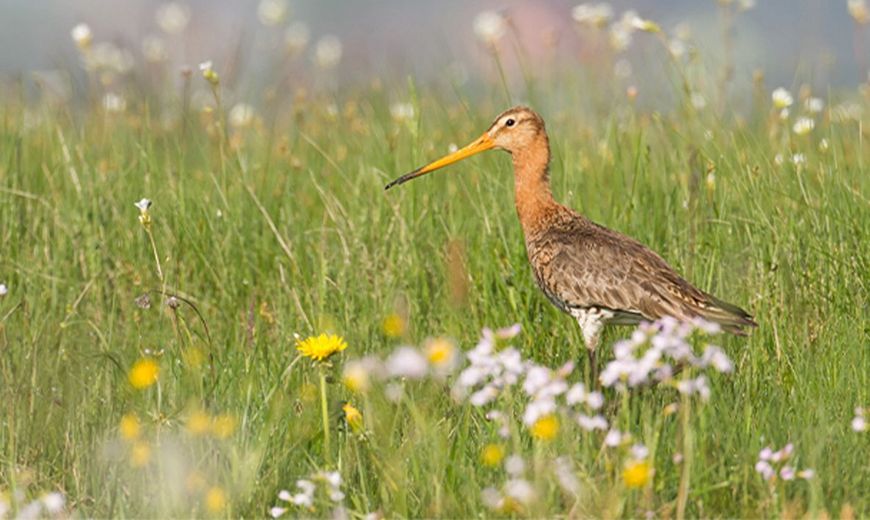 Grutto / Cursus Boerenlandvogels
