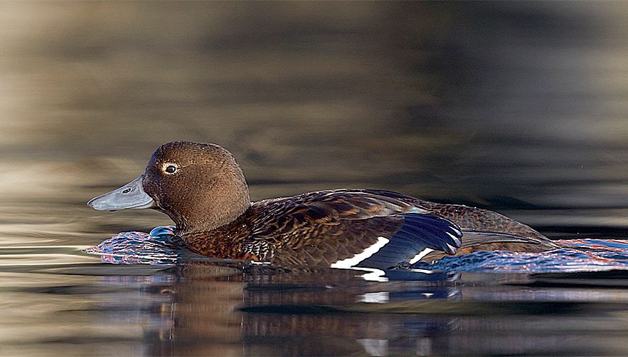 Stellers eider / Markus Varesvuo - Agami