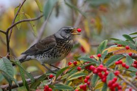 Kramsvogel op de bessenstruik
