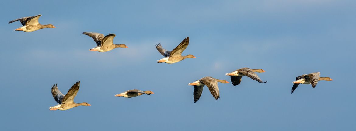 Grauwe gans / Shutterstock