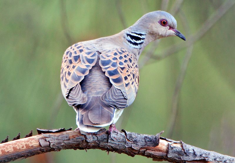 Zomertortel / Birdphoto