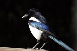 Ekster in ochtendlicht