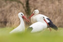 Ooievaars 
