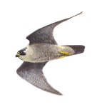 Slechtvalk / Elwin van der Kolk