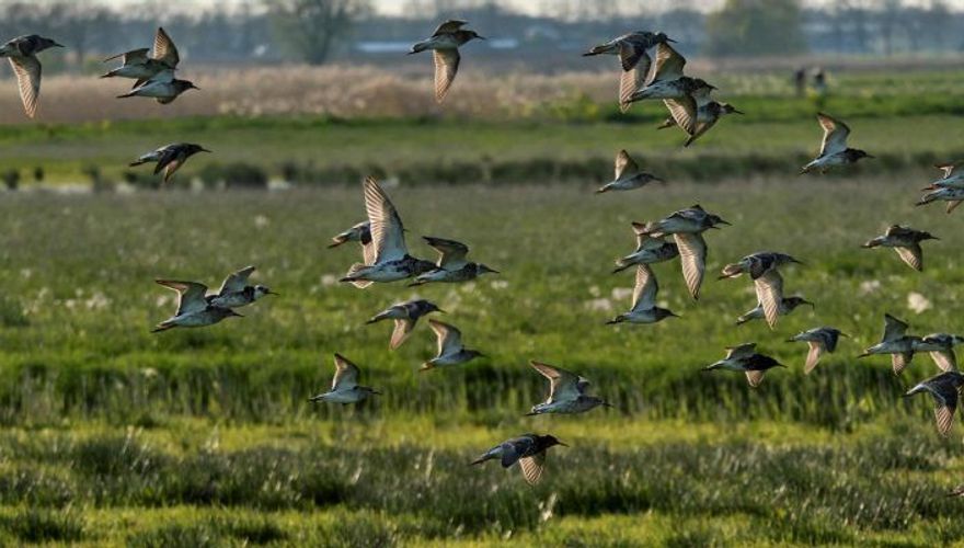 Kemphanen / Gert Kaasschieter