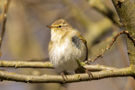 Tjiftjaf aan het zonnen