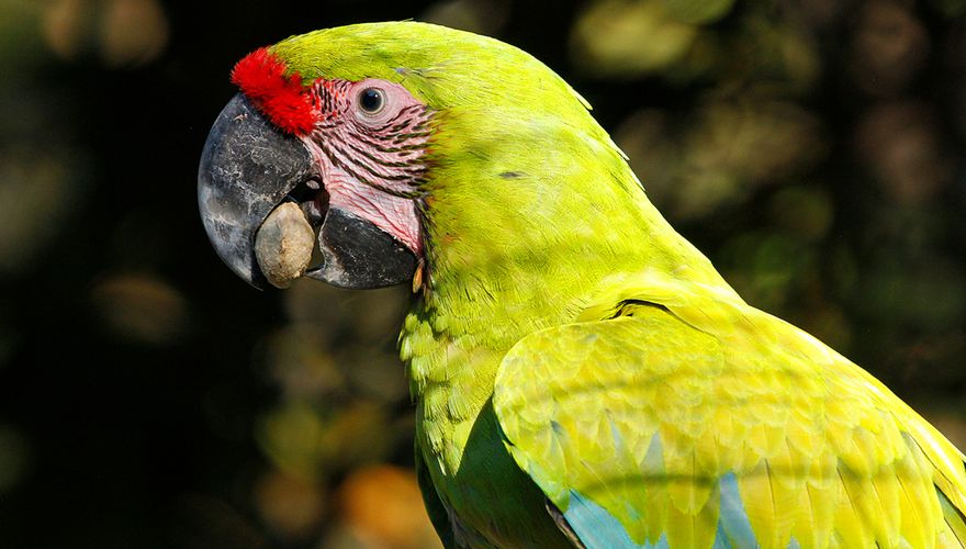 Great green macaw