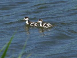 Zonder moeder op pad.