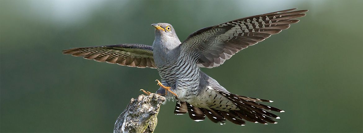 Koekoek / Kees van der Klauw - Fotogalerij