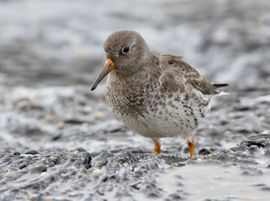 Paarse Strandloper