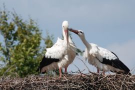 Jonge ooievaars op nest