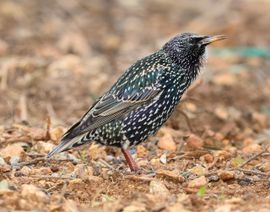 Common Starling in Winter