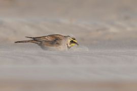 Gezandstraalde strandleeuwerik