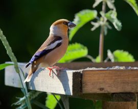 Appelvink bij voederplank