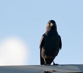 Zo trots als een Kauw !