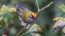 Indrukwekkend klein en opvallend