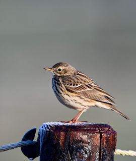 Prachtig moment in de vroege ochtend.