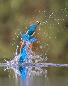IJsvogel met gevangen visje