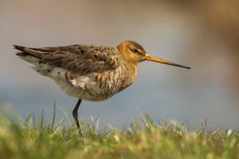 Onze nationale trots