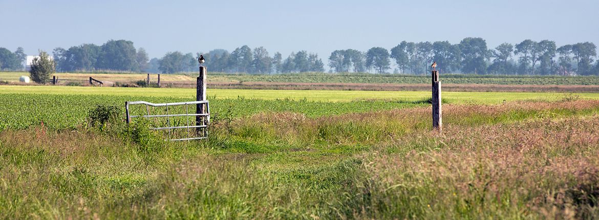 Landschap Sjoerd Miedema / Fred van Diem