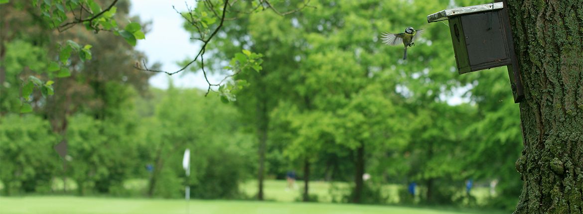 Golfbaan en pimpelmees / Michiel van den Bergh