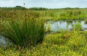 Landschap Onnerpolder / Fred van Diem