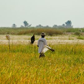 Rijstveld West Afrika / Lars Soerink