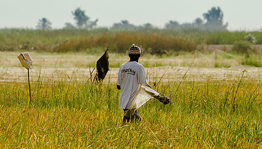 Rijstveld West Afrika / Lars Soerink