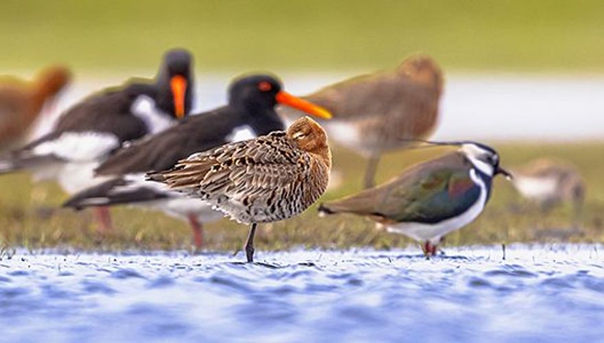 weidevogels/ shutterstock
