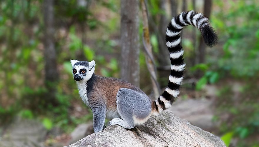 Ringstaartmaki, Anja Community Reserve, Madagaskar / Marc Guyt AGAMI