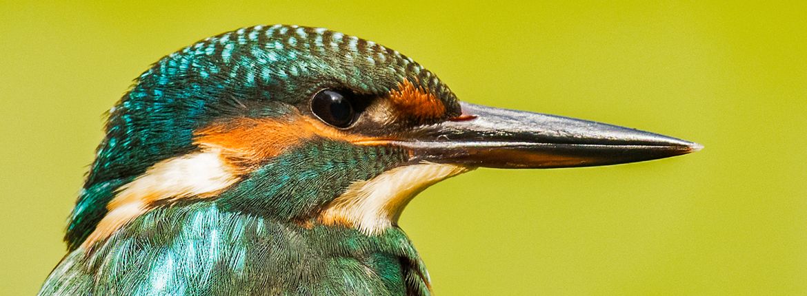 IJsvogel / Ronald Jan Bos (Fotogalerij)