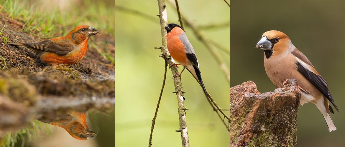 Kruisbek, goudvink, appelvink / Hans Peeters en Rob Kempers