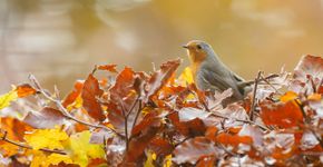 Roodborst / Shutterstock