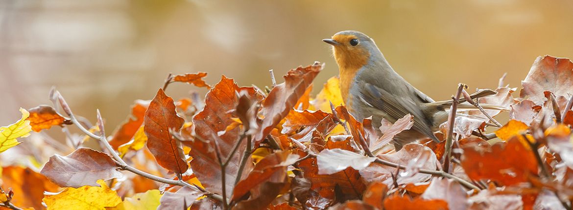 Roodborst / Shutterstock