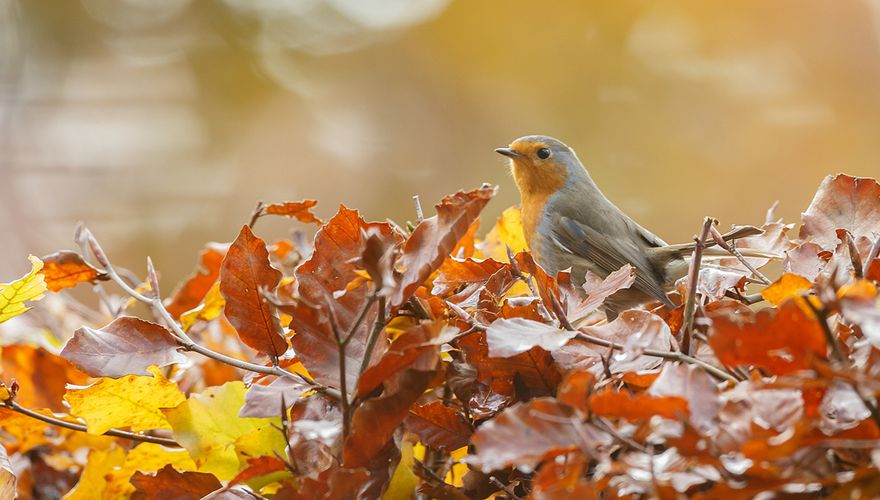 Roodborst / Shutterstock